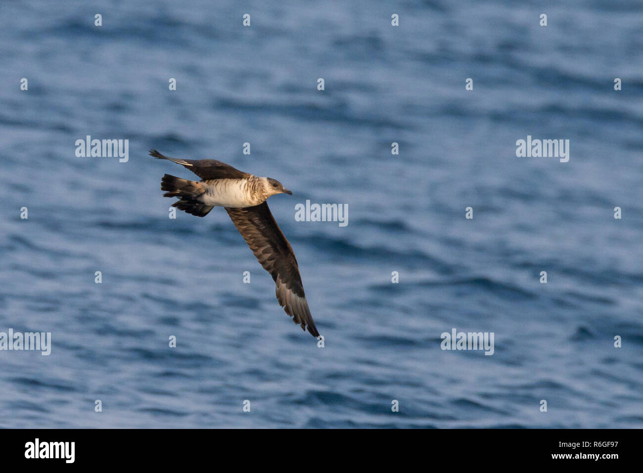 Der parasitäre Jaeger (Stercorarius parasiticus) im Flug Stockfoto