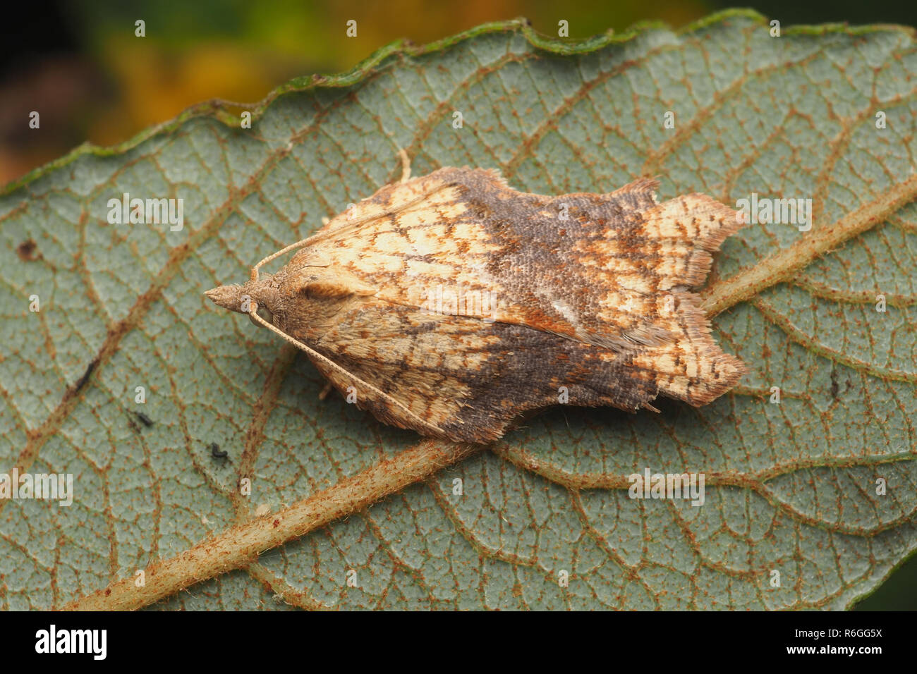 Dorsalansicht der Kerbe Flügel Tortrix Motte (Acleris emargana) ruht auf der Unterseite des Blattes. Tipperary, Irland Stockfoto
