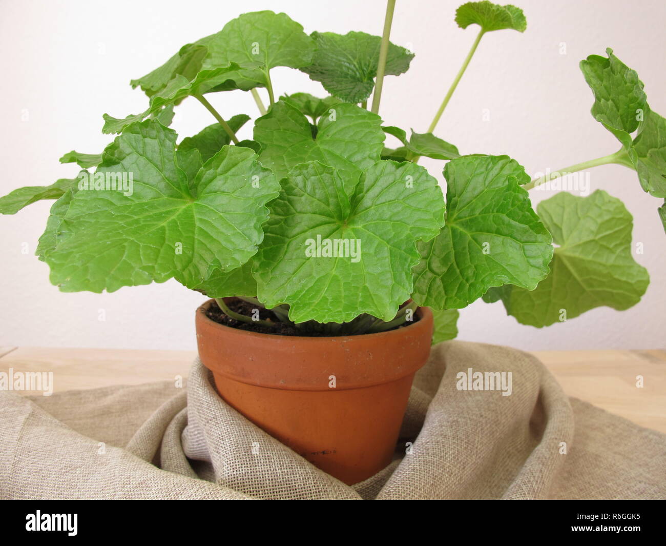 Japanische Meerrettich, Wasabi, wasabia japonica, im Blumentopf Stockfoto