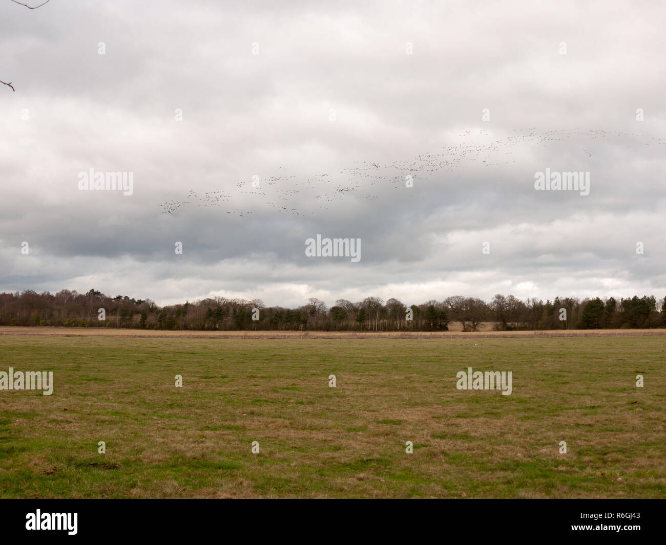 Herde Gänse in grauen bewölkten herbst himmel Migration flying Overhead Stockfoto