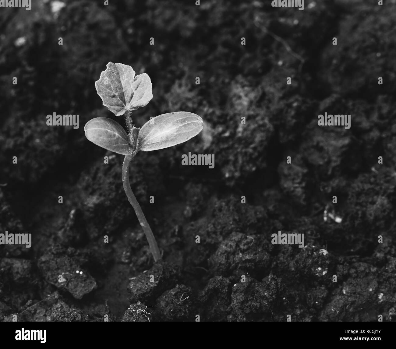 Sämling wächst aus der Erde Top, schwarze und weiße Toning Stockfoto