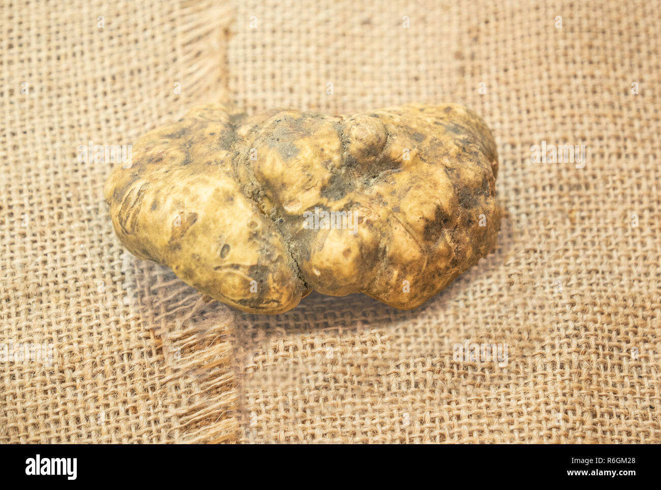 Große, weiße Trüffel liegen auf einem Jute Sack Stockfoto