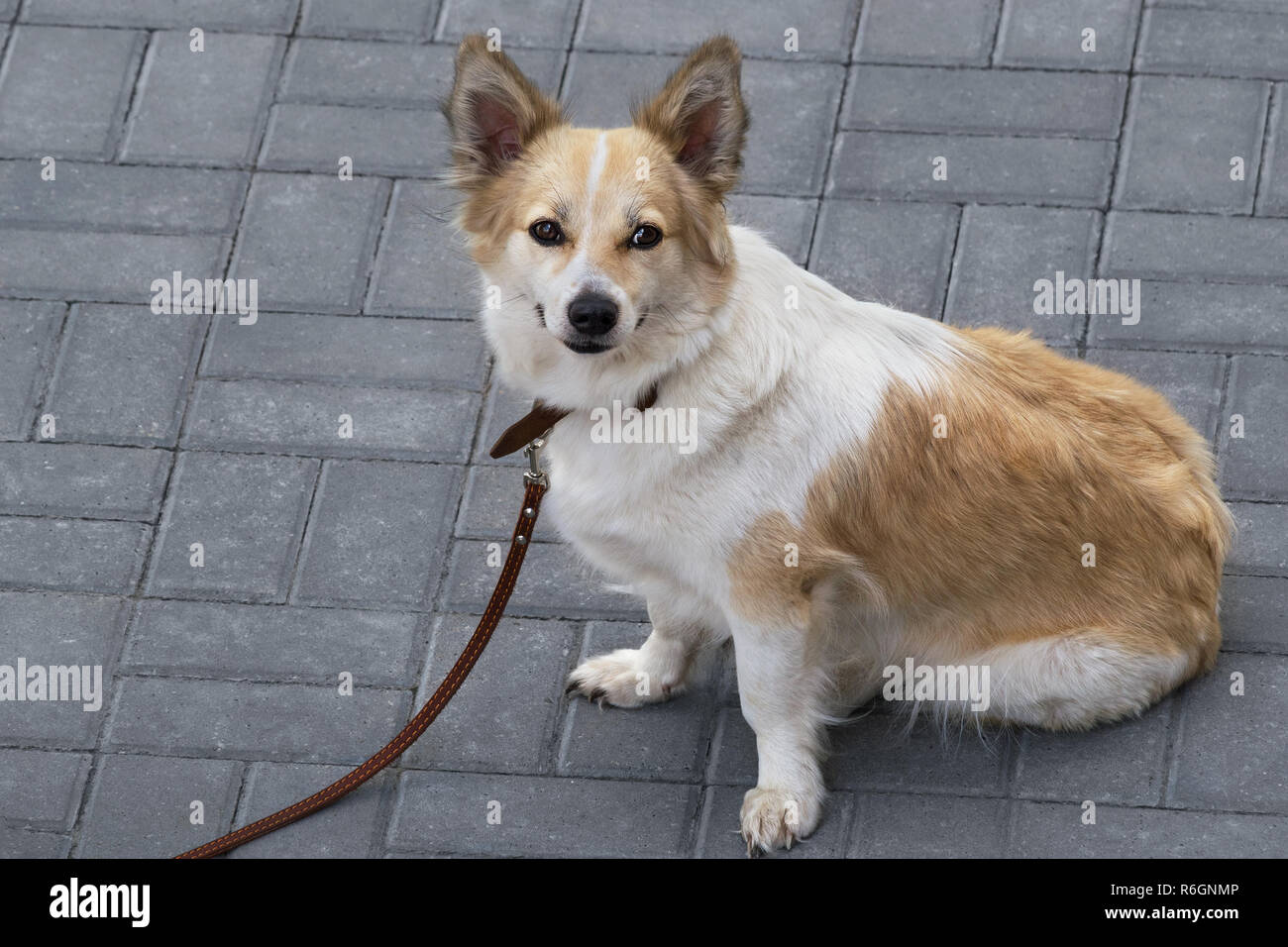 Junger Hund an der Leine, Spaziergang durch die Stadt Stockfoto