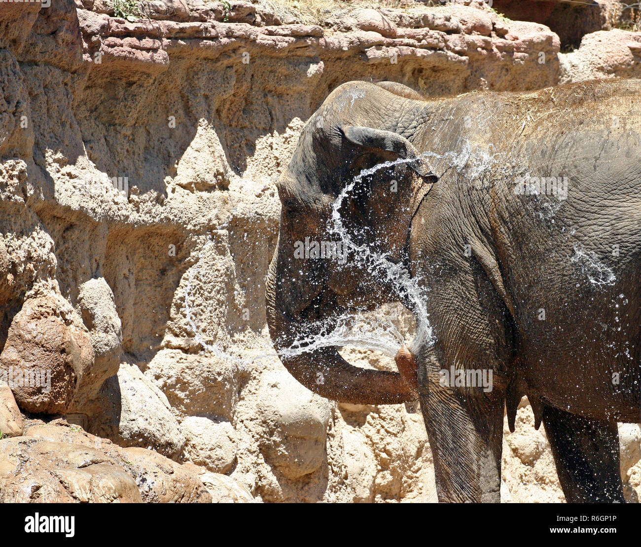 Ein Elefant mit seinem Rüssel als Wasser Schlauch selbst ein Bad zu geben Stockfoto