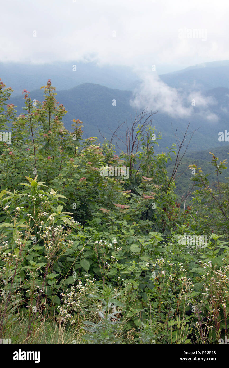 Malerischer Blick auf die Dunstige, blau, Wolke küsste Appalacian Berge mit reichlich artenreichen Pflanzen dicht wachsende in der foregraound Stockfoto