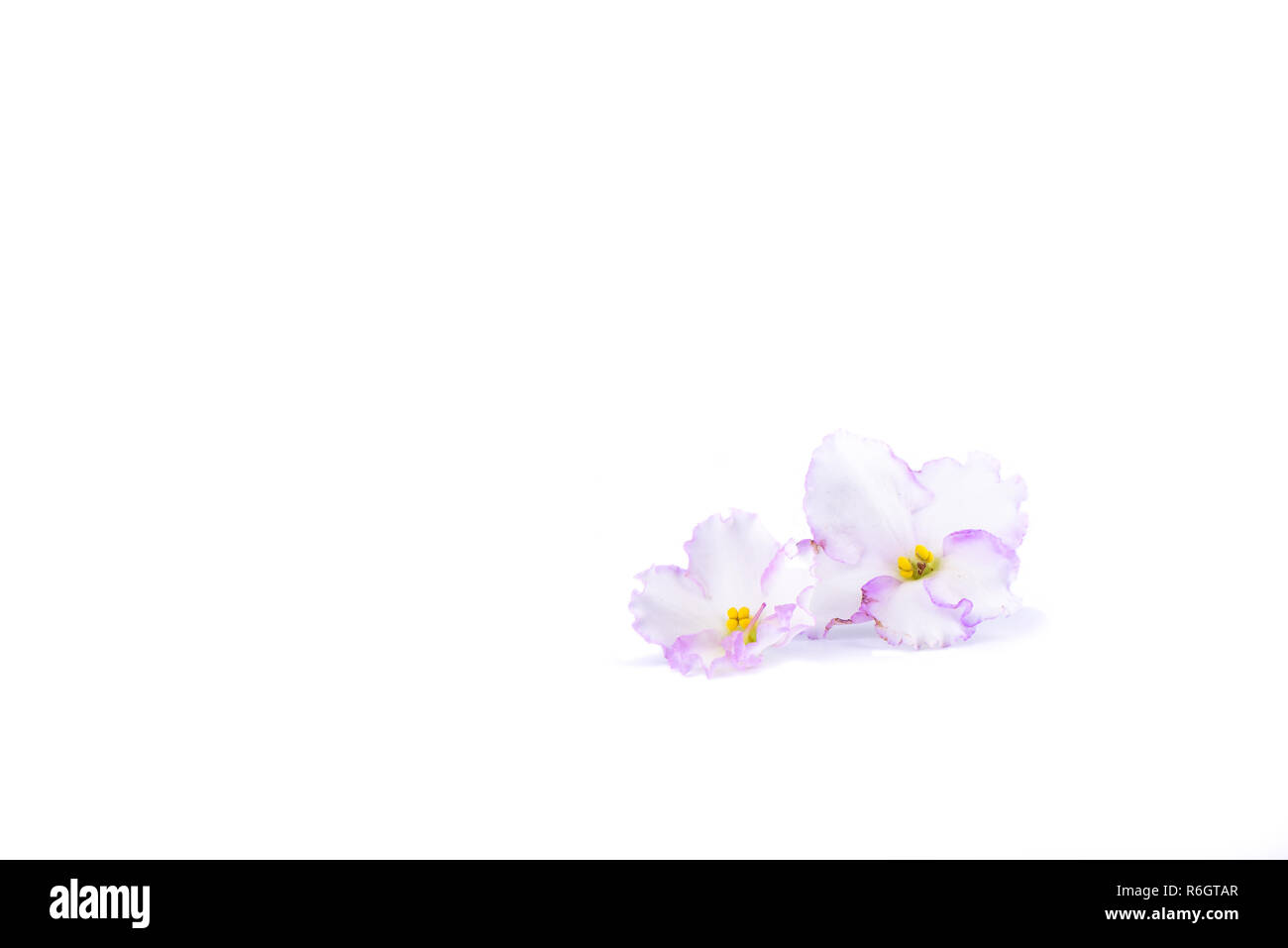 Zwei Blumen von saintpaulien auf weißem Hintergrund Stockfoto