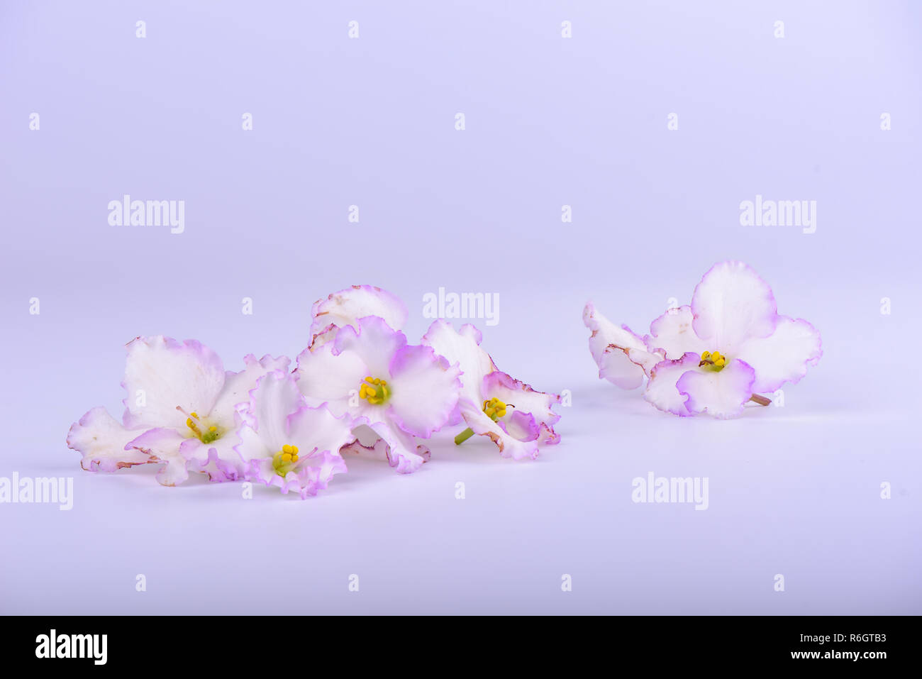 Sanfte rosa und lila Blüten von saintpaulien isoliert Stockfoto