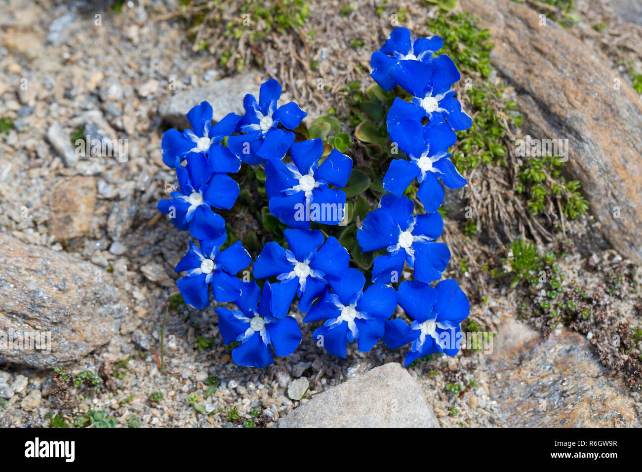 Bayerische Enzian (Gentiana Bavarica) in Blüte native auf die europäischen Alpen. Stockfoto