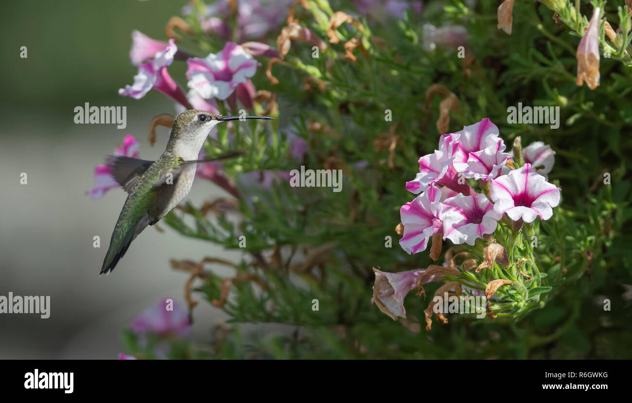 Ruby-throated hummingbird Fütterung auf Millionen Glocken (calibrachoa). Stockfoto