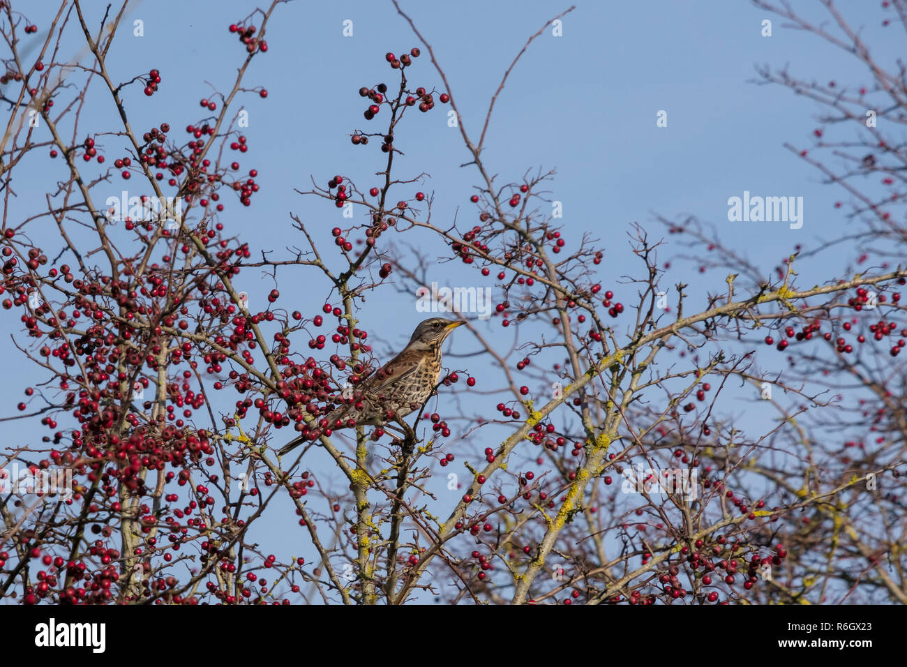 Wacholderdrossel (Turdus pilaris) auf einem Baum mit roten Beeren an Southease in East Sussex Stockfoto