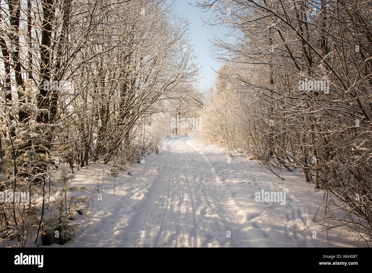 Verschneite Straßen und Bäume in extrem kalten Winter morgen Stockfoto