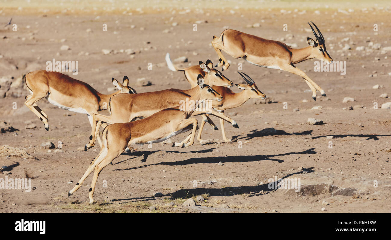 Springen Impala (Aepyceros melampus Antilope weiblich) Etosha Namibia, Afrika Safari Wildlife und Wüste Stockfoto