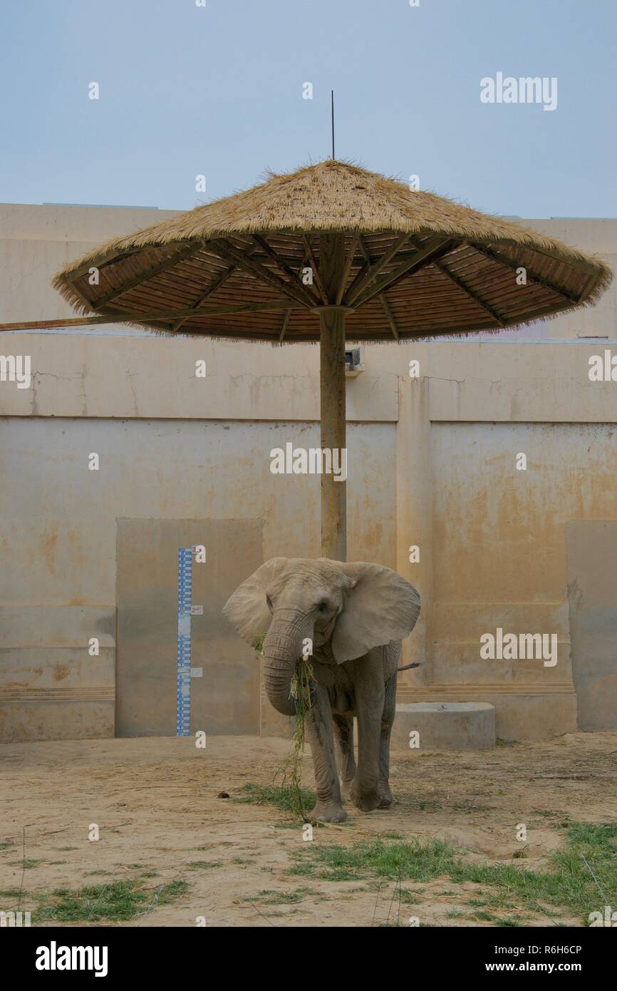 Ein Elefant unter einem Schatten Sonnenschirm Stockfoto