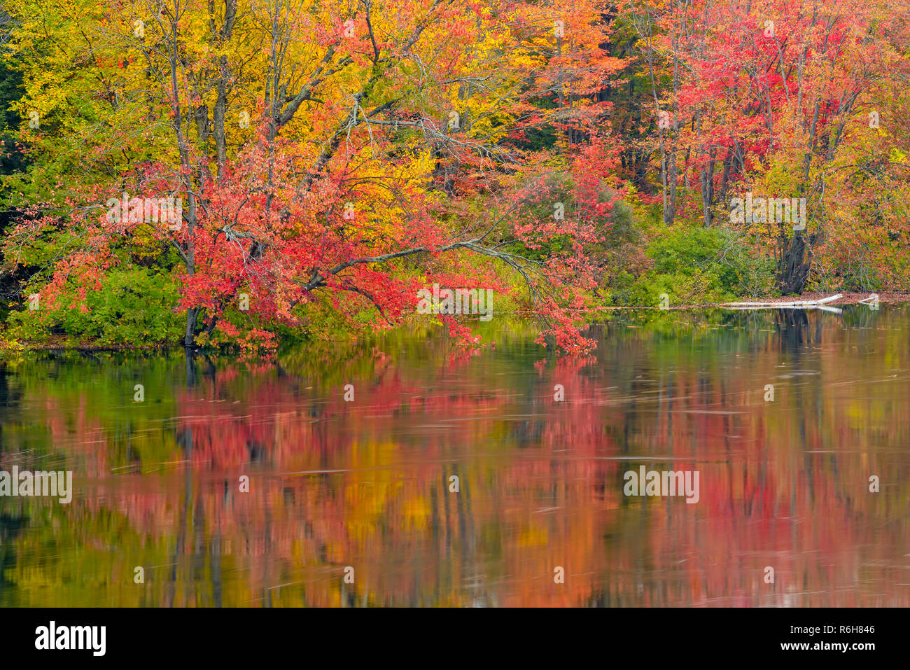 Herbst Reflexionen im Moon River, Gibson Indian Reserve/Wahta Mohikaner, Ontario, Kanada Stockfoto