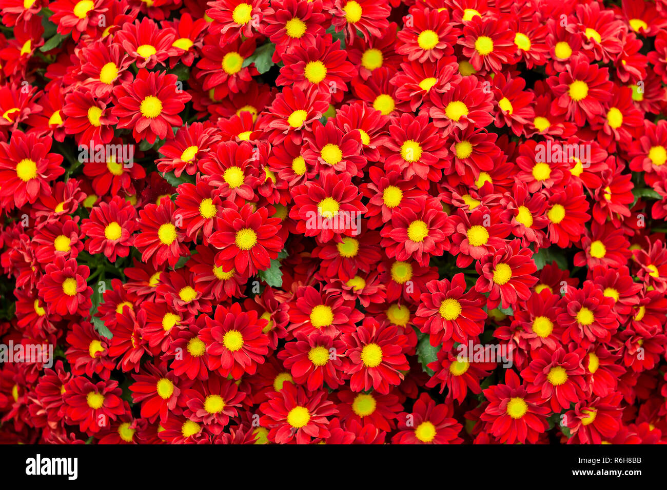 Viele rote Chrysantheme Blumen in einem großen Bündel. Hell gefärbten Blüten mit gelbem Zentrum füllen das Bild. Stockfoto