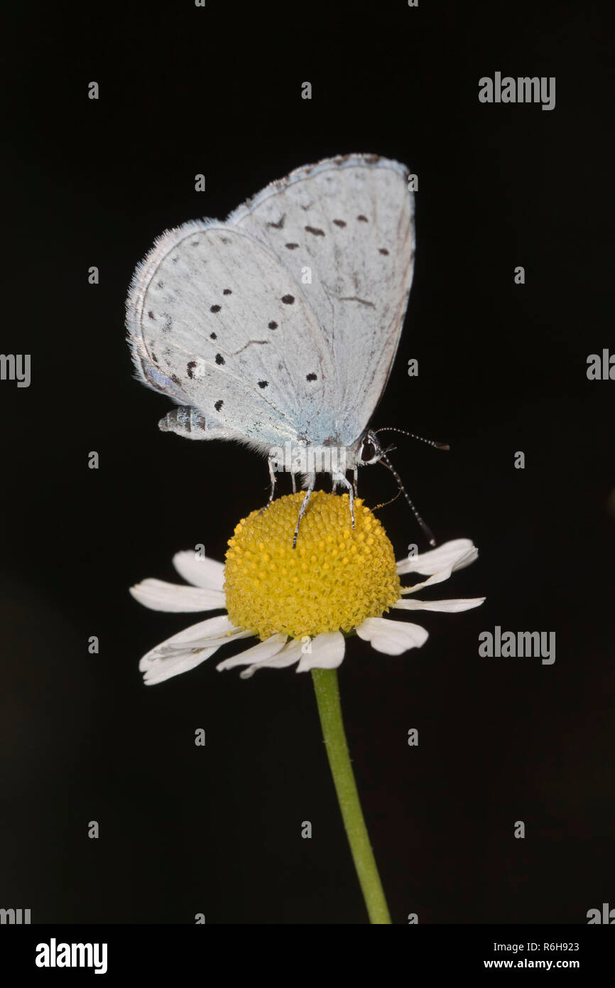 Schmetterling (Polyommatus Semiargus) auf einem Kamille Blume Stockfoto