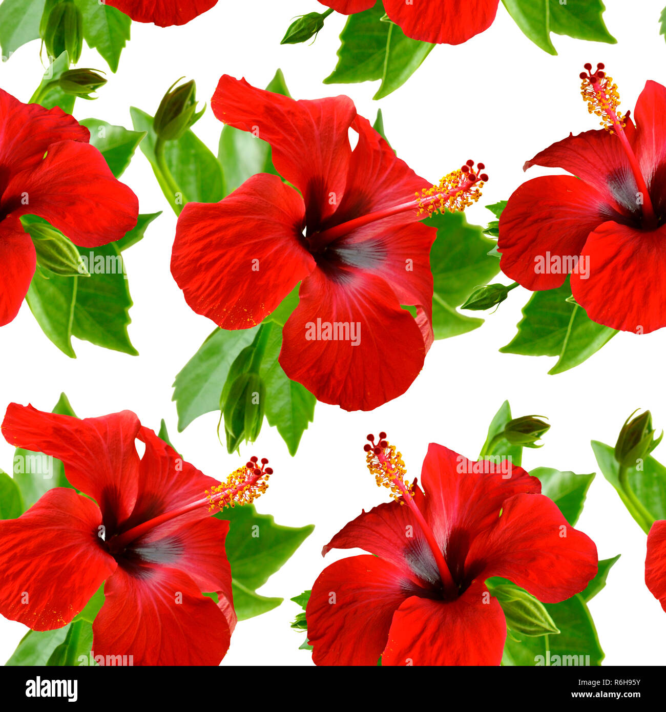 Hibiskus, Karkade auf Weiß. Nahtlose Hintergrund. Stockfoto