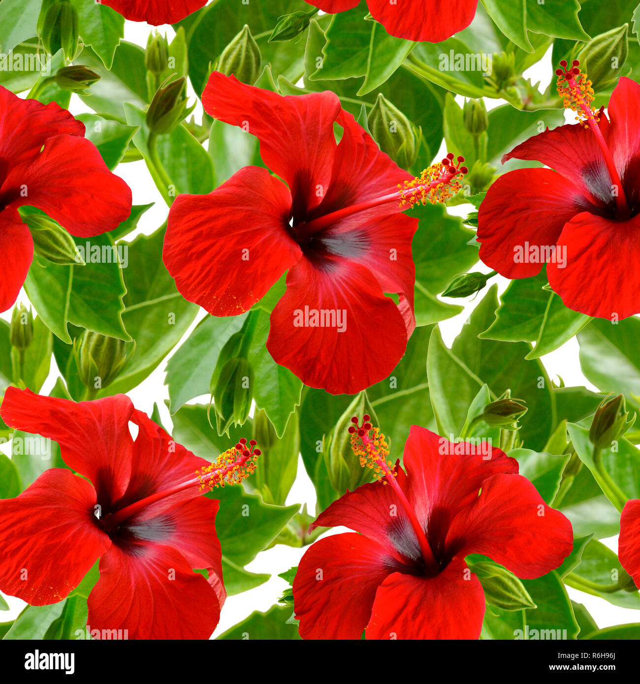 Hibiskus, Karkade. Nahtlose Hintergrund. Stockfoto