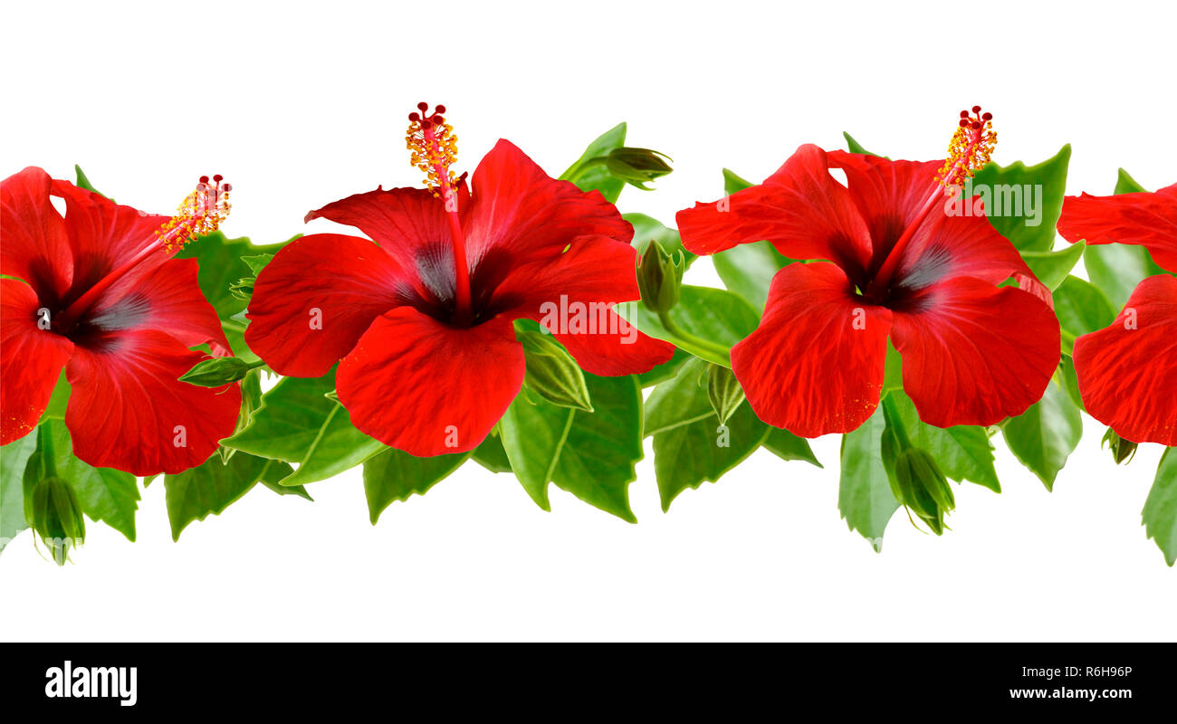 Hibiskus, Karkade auf Weiß. Nahtlose Rand auf weißem Hintergrund. Stockfoto