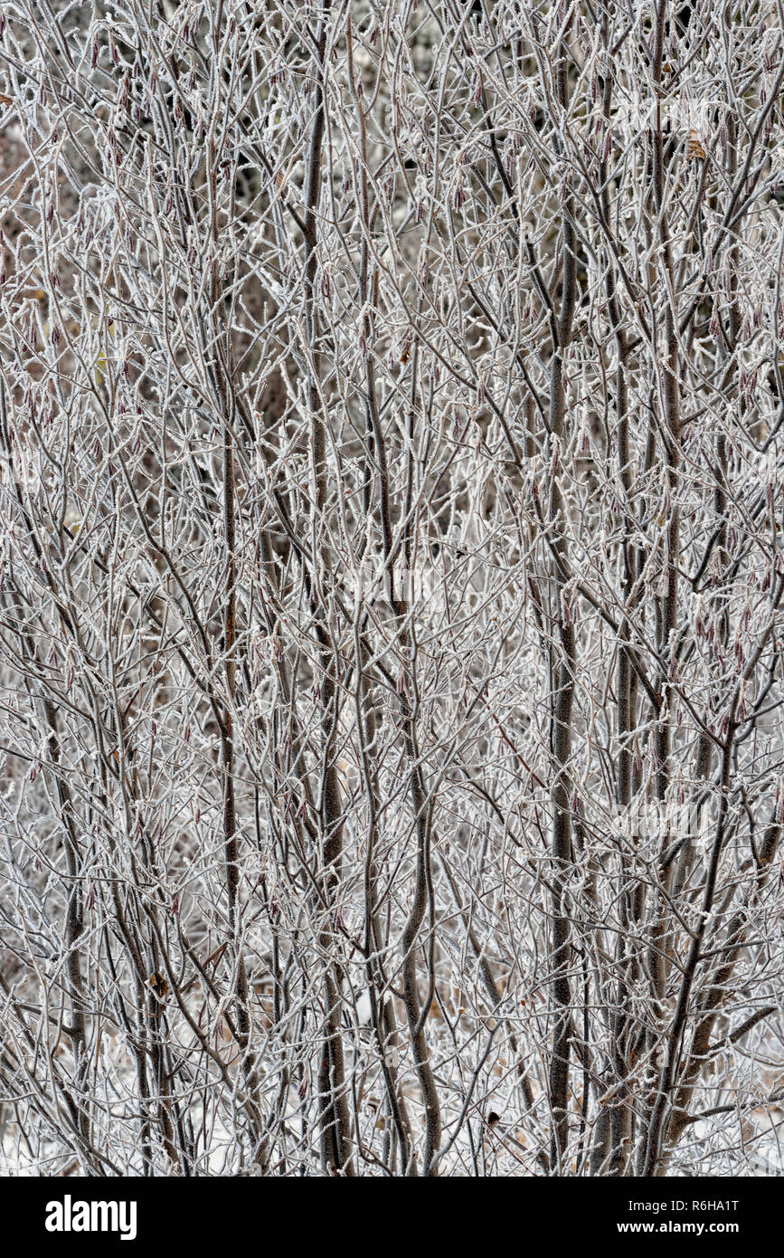 Frosted gesprenkelte Erle Zweigniederlassungen, die in einem Feuchtgebiet, Greater Sudbury, Ontario, Kanada Stockfoto