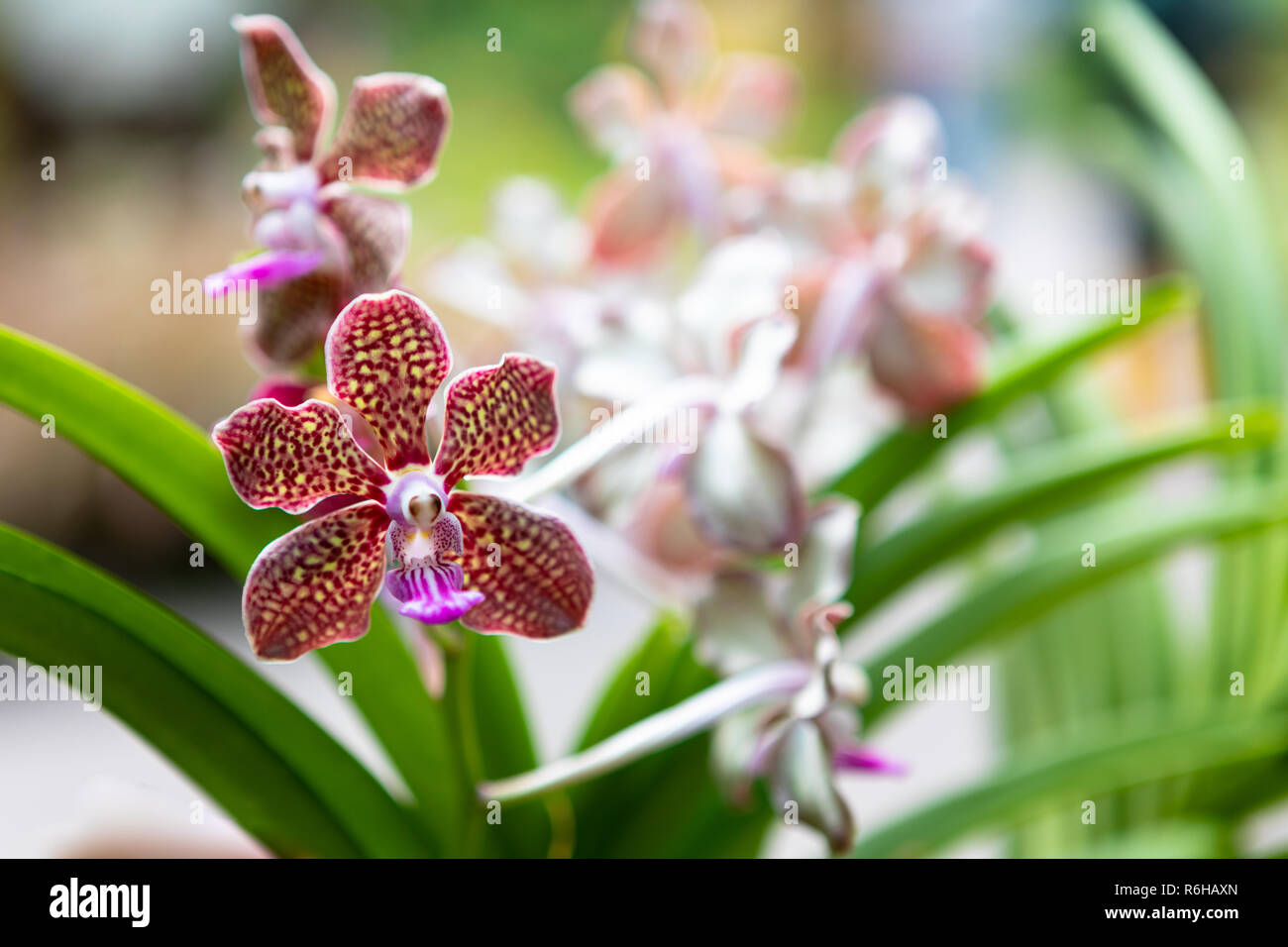 Farbenfroh gemusterten Orchideen im Botanischen Garten in Singapur Stockfoto