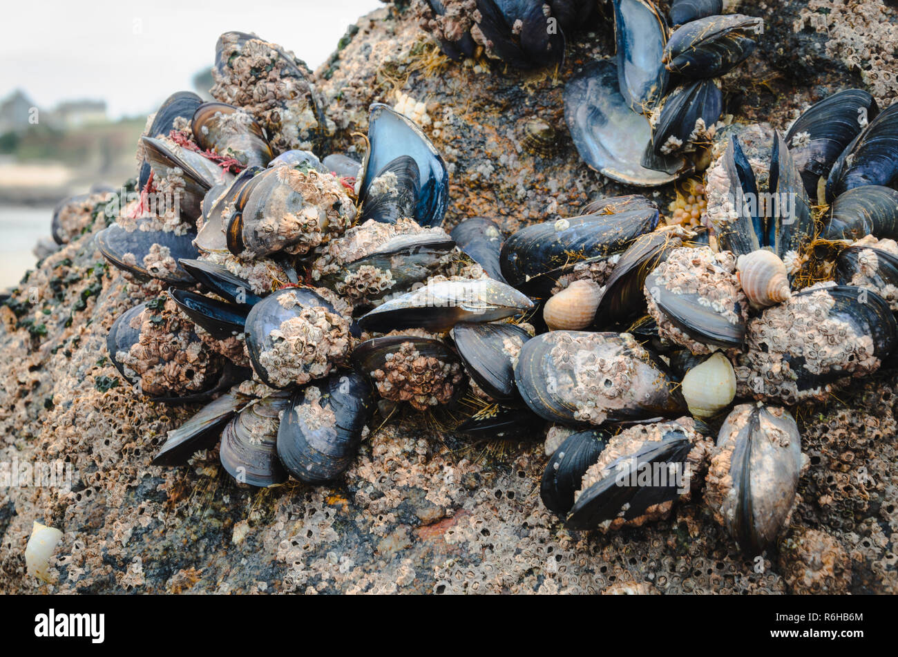 Wild lebende Muscheln in der Natur, auf den Felsen der Küste in der  Bretagne, Frankreich Stockfotografie - Alamy