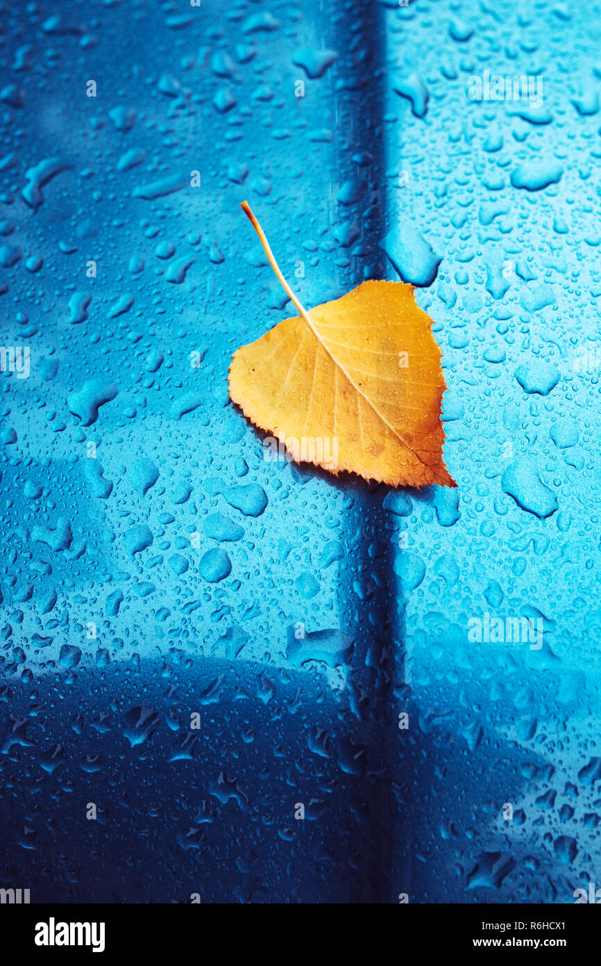 Herbst Klischee mit Kopie Raum, chemische gelb Birke Blatt und regen Wassertropfen auf Blau Metall oberfläche Stockfoto