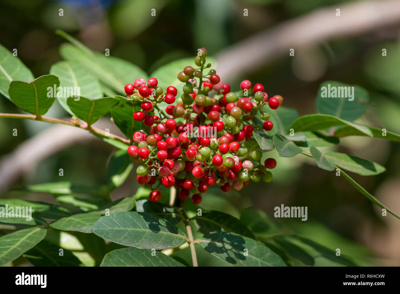 Allgemein als mastixstrauch Pistacia lentiscus oder Dichtmasse, rote Früchte am Baum bekannt Stockfoto