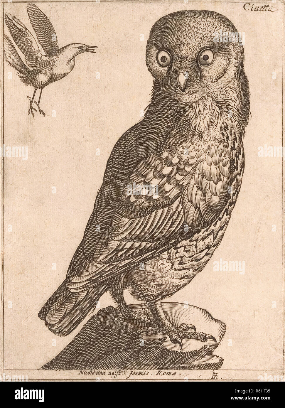 Eine Eule. Nach einem späten 16. Jahrhundert Drucken von Jaques de Fornazeris. Stockfoto