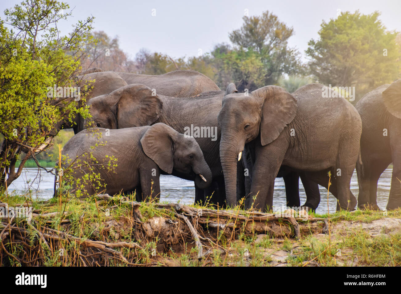 Herde von afrikanischen Elefanten am Ufer Stockfoto
