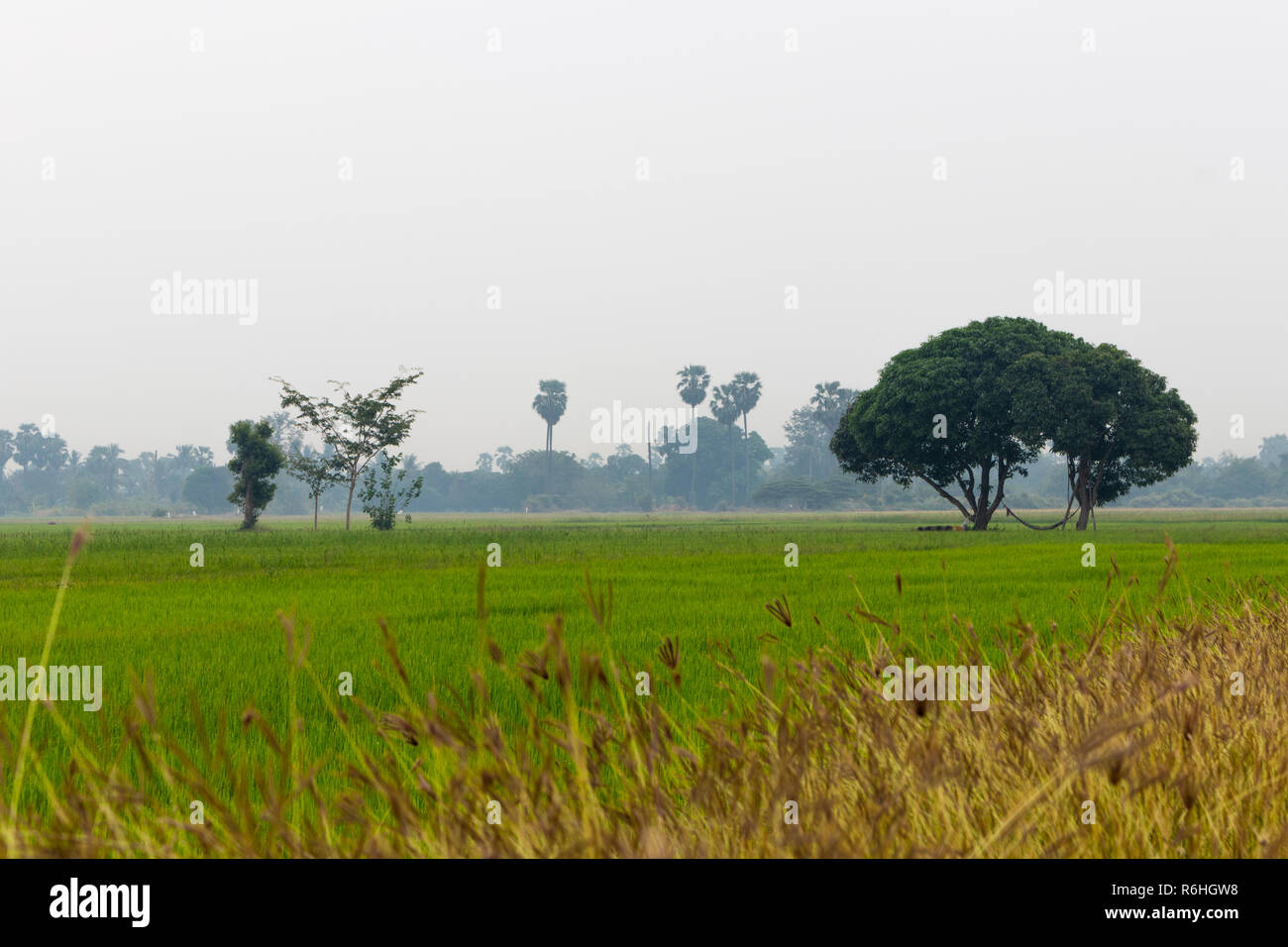 Landschaft der Reisfelder mit Vordergrund golden Gras Stockfoto