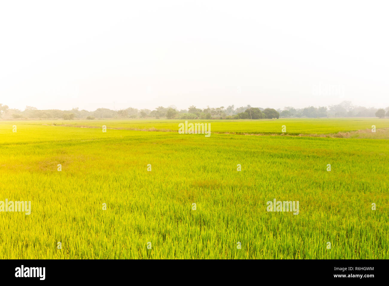 Landschaft der wachsenden grünen Reisfeldern Stockfoto