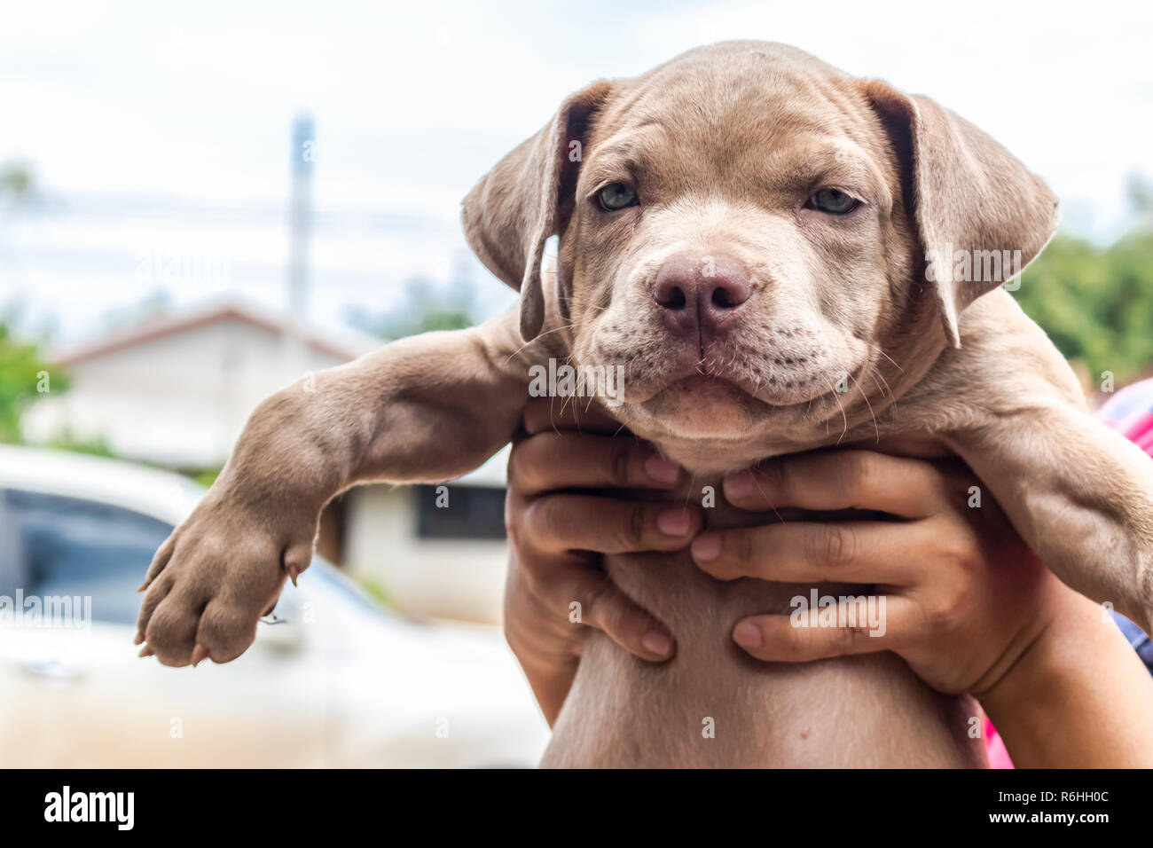 Welpen Grube Stier Terrier Hund in der Hand Stockfoto