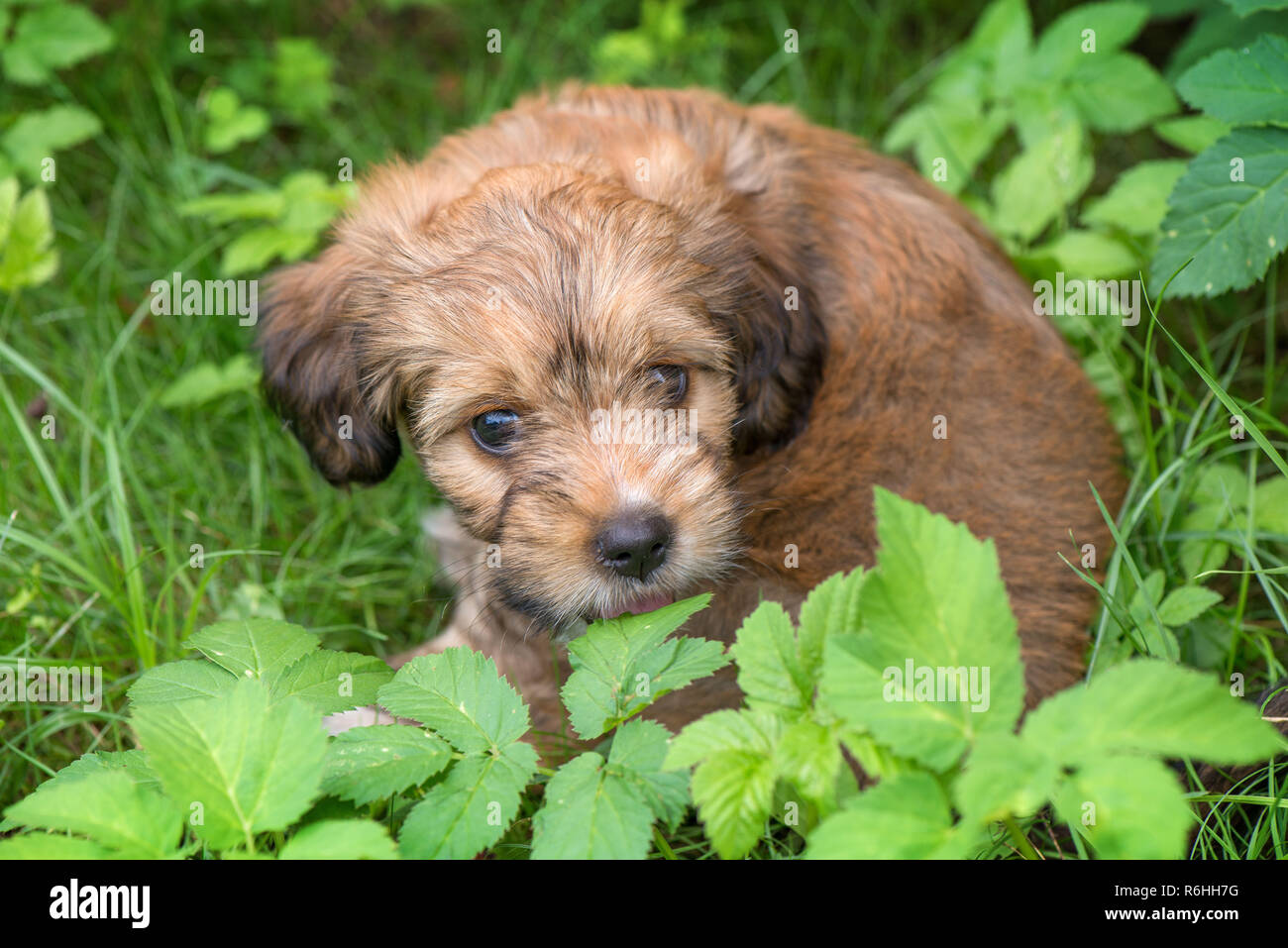 Kleine Schone Flauschige Susse Braune Welpen Allein Zu Hause