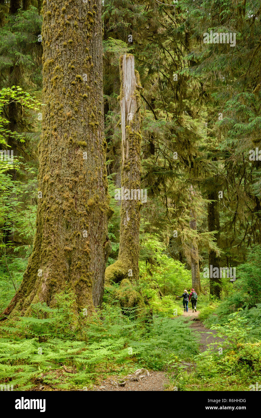hoh river hike