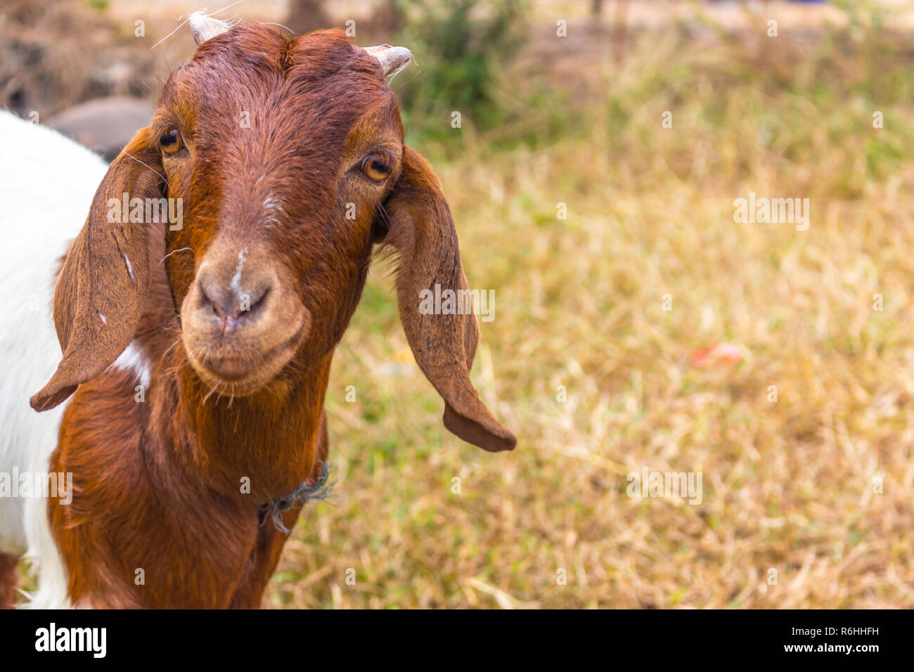 Ziege mit kurzen Hörner Stockfoto