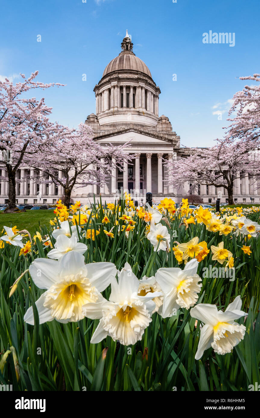 State Capitol Legislative Building mit blühenden Narzissen und Kirschbäume in Olympia, Washington. Stockfoto
