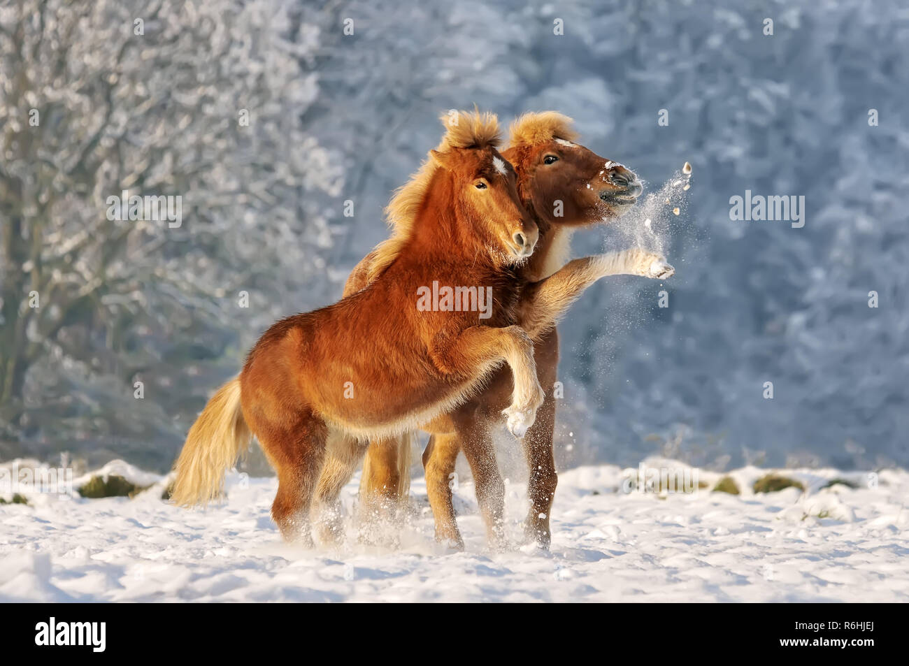 Zwei isländischen Pferden, Fohlen und seine Mama spielen Schneeballschlacht in eine verschneite Winterlandschaft, Deutschland Stockfoto