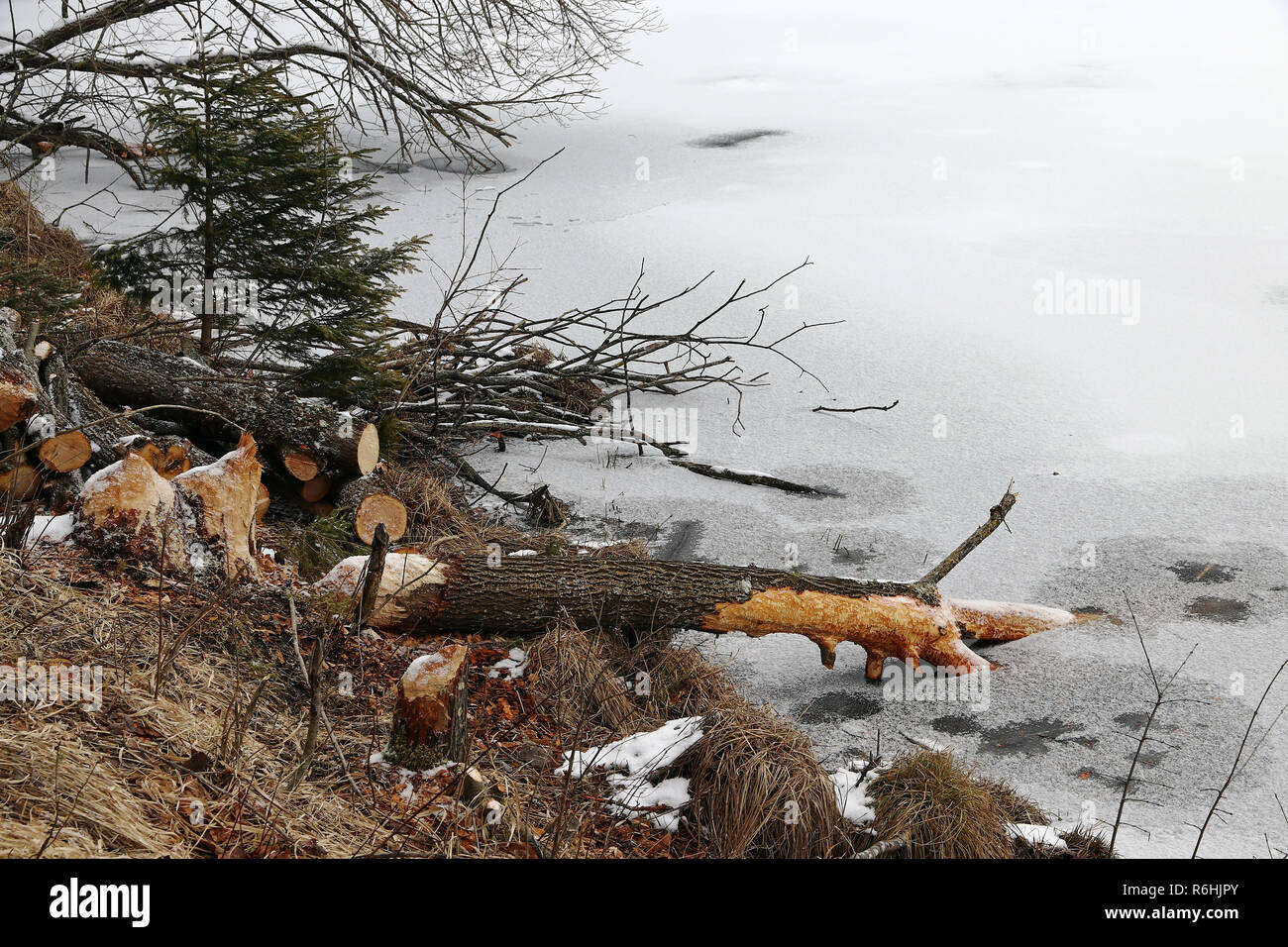 Von Biber gefällten Bäume auf einem zugefrorenen See im Winter Stockfoto