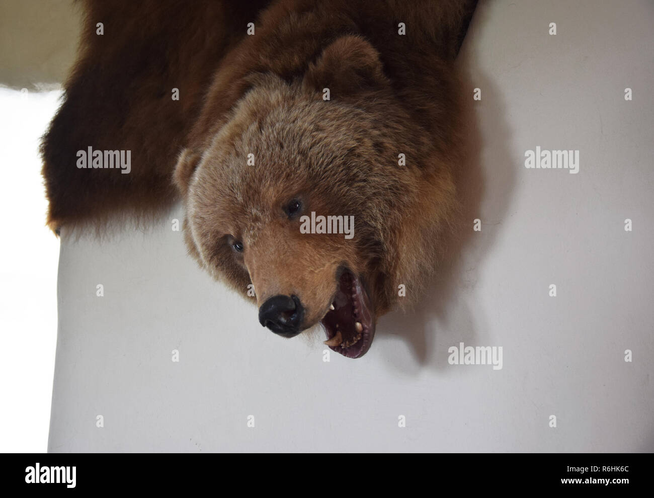 Gefüllte tragen Haut hängen an der Wand. Stockfoto