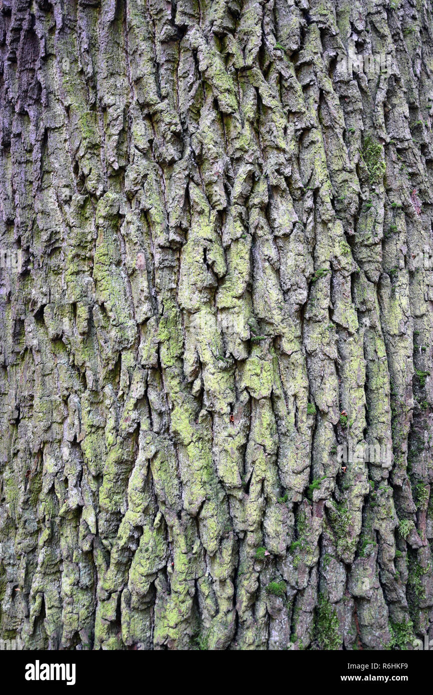 Baumrinde mit Moos und Flechten. Textur. Stockfoto