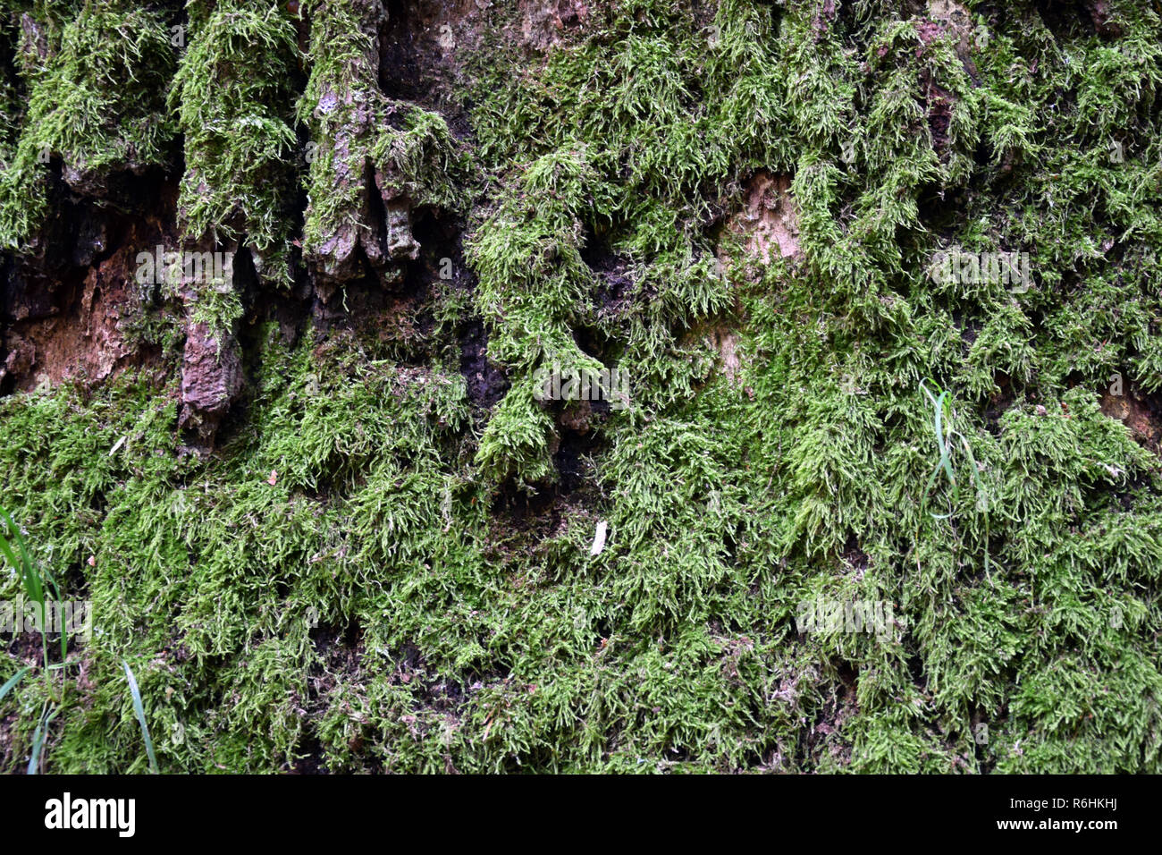 Baumrinde mit Moos und Flechten. Textur. Stockfoto
