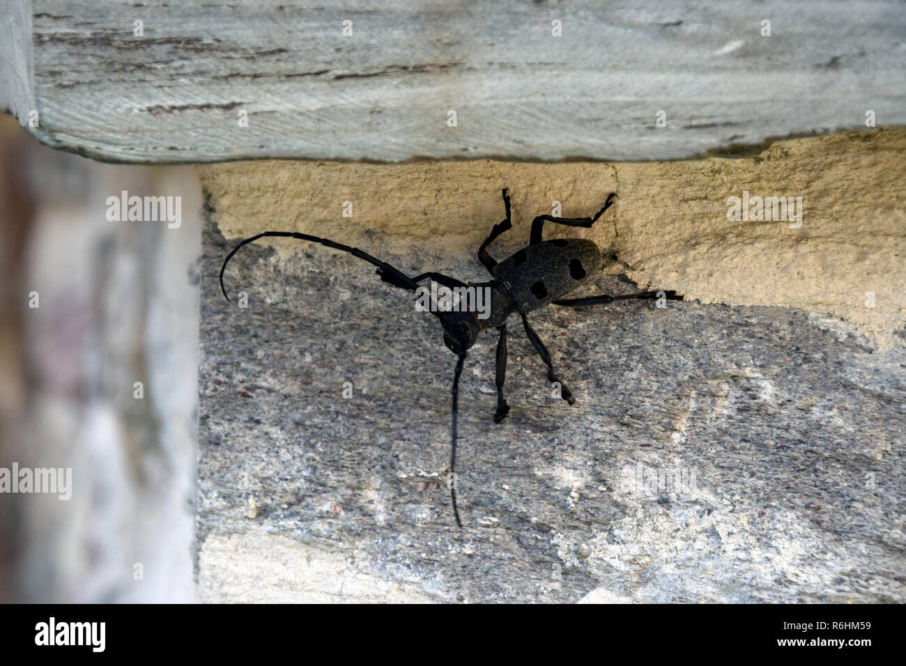 Große schwarze Käfer mit langen Antennen nicht die Wand. Stockfoto