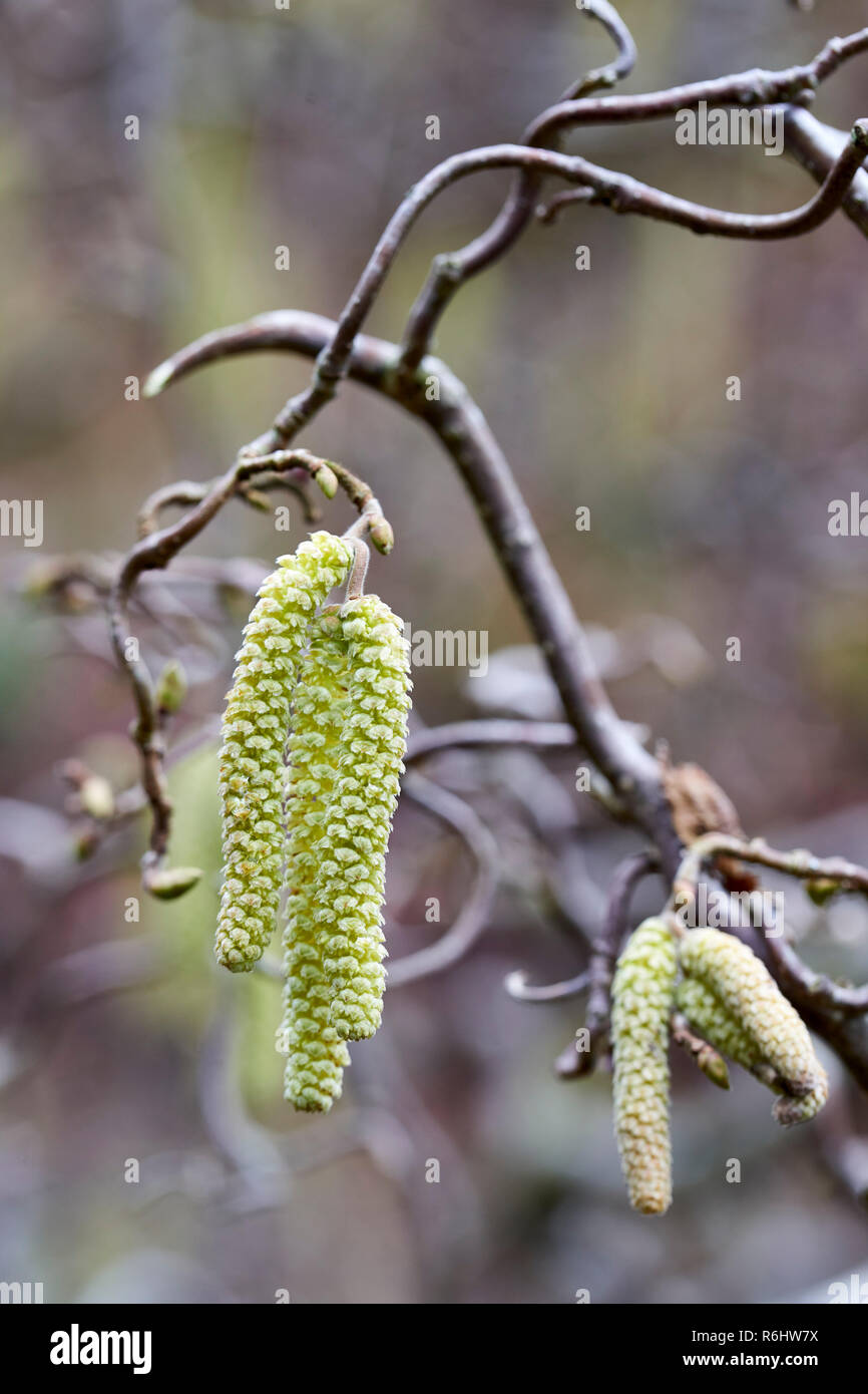 Carylus avellana, 'Contorta', Corylaceae - palmkätzchen im Winter Stockfoto