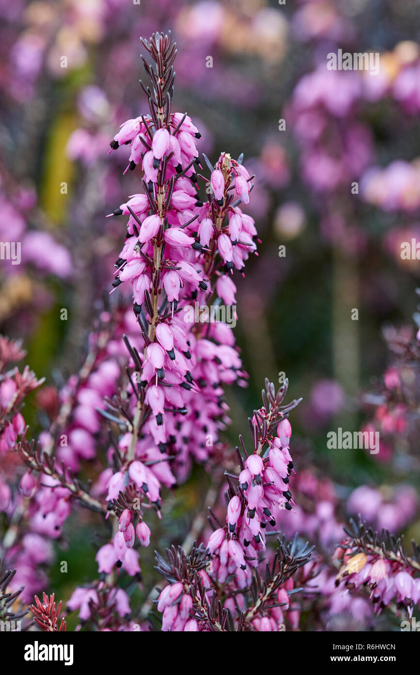 Erica x darleyensis 'Kramer's Rote', Ericaceae - purple flower Heather, Nahaufnahme der Blütenstände, Ende Winter Stockfoto