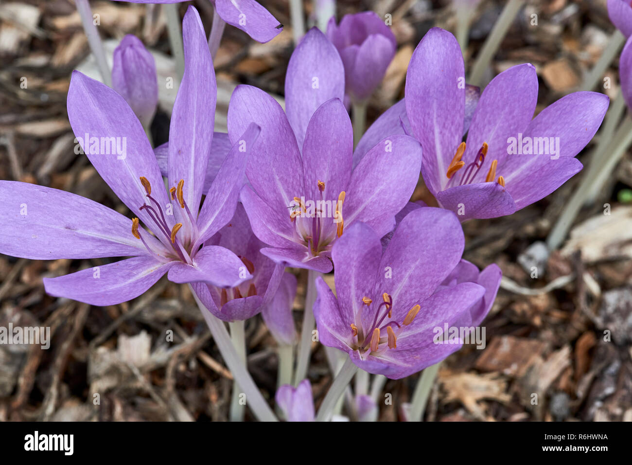 Herbstzeitlose, Herbst Crocus-Colchicum byzantinum (colchicaceae) - Cluster von lila Blumen im Schatten wachsenden Stockfoto