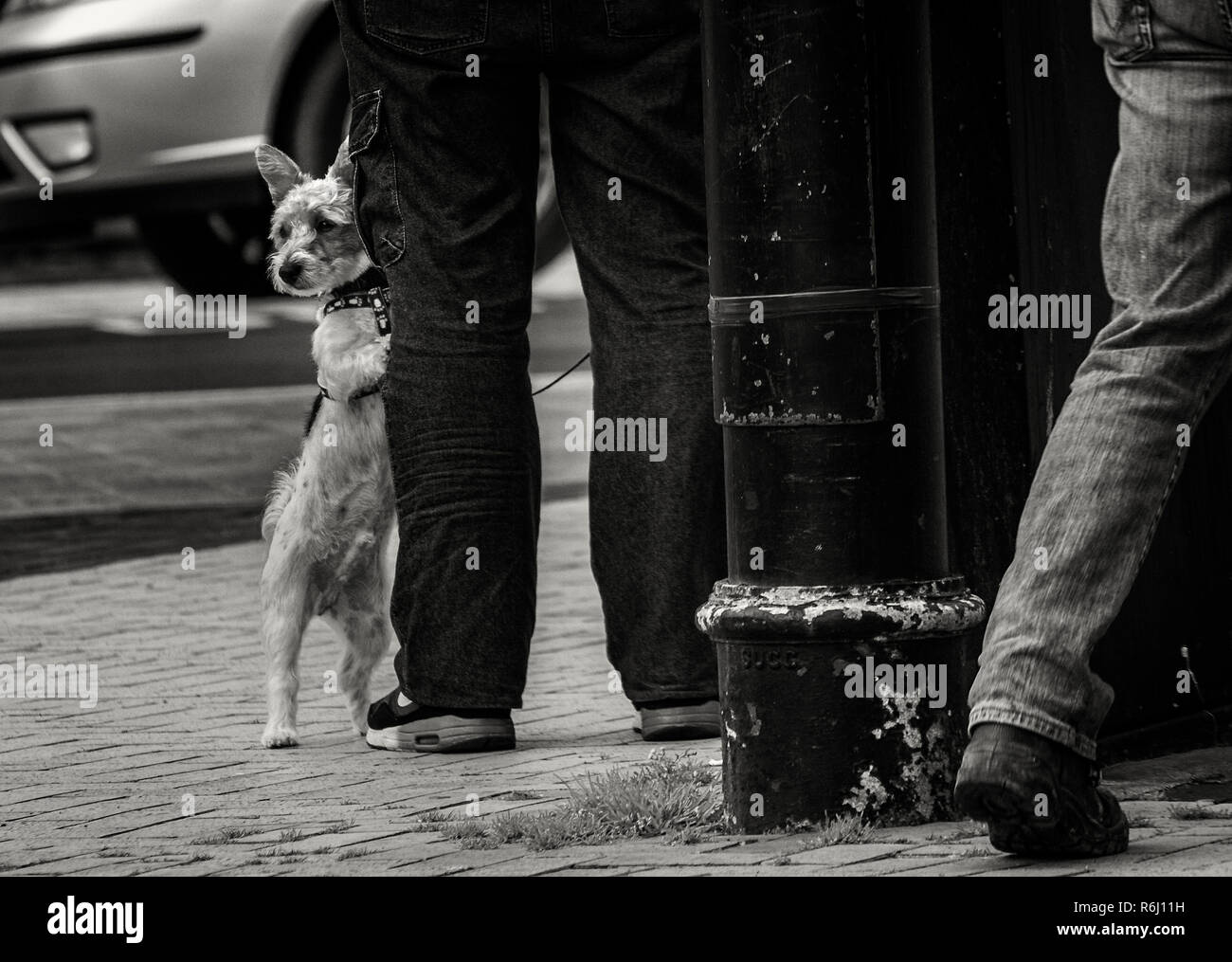 Ein kleiner Hund stand auf und schaute etwas Interessantes in der Straße. Stockfoto