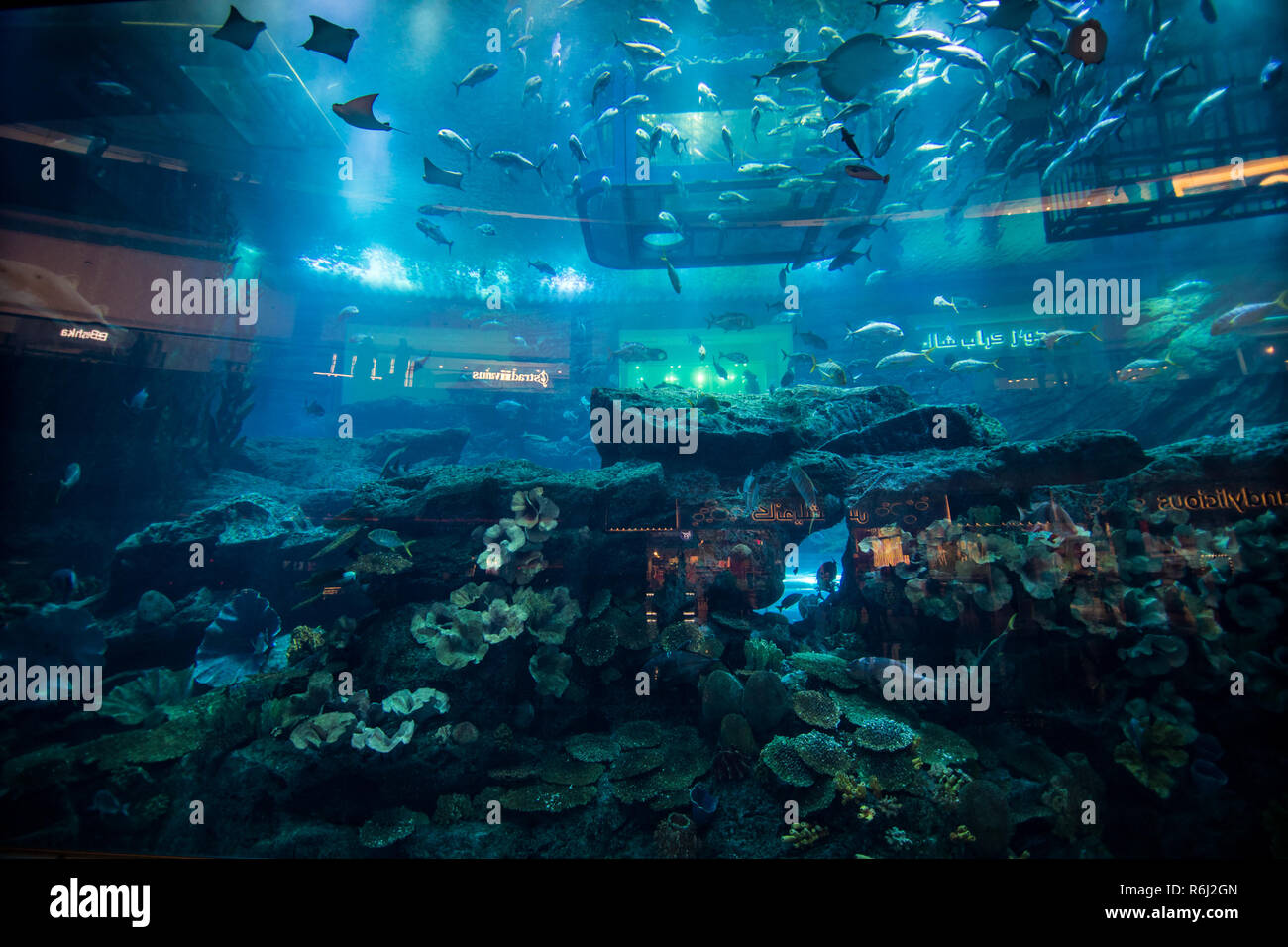 DUBAI, VAE - Oktober 2018: Aquarium in der Dubai Mall - dem weltweit größten Shopping Mall, Downtown Burj Dubai in Dubai, Vereinigte Arabische Emirate. Die Menschen genießen Stockfoto