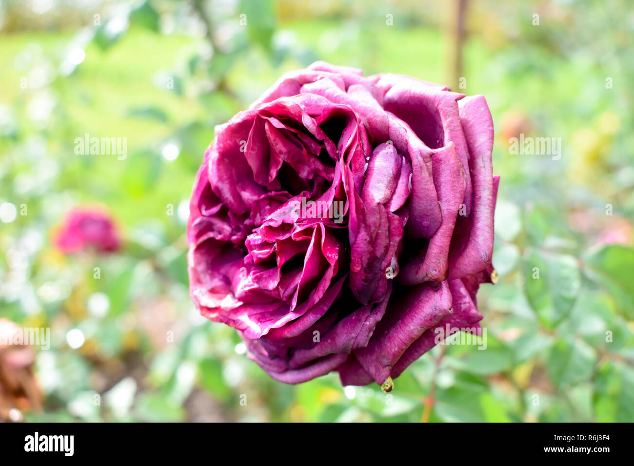 Alte Rose verwelkt Stockfoto