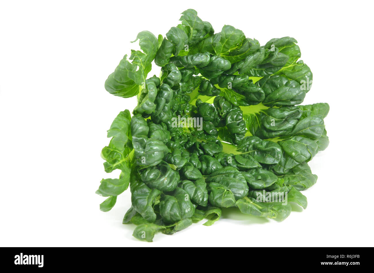 Chinesische flachbild Kohl (Brassica chinensis) oder Tah Tsai Kopfsalat Stockfoto